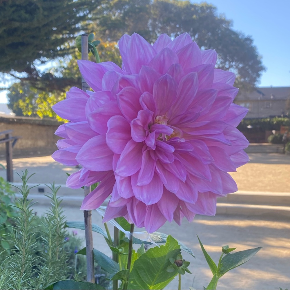 Meet your Posher, Molly